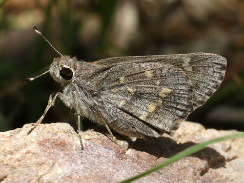 Photo: US-SheepSkipper7.jpg