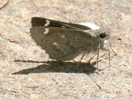 Photo: US-SheepSkipper9.jpg