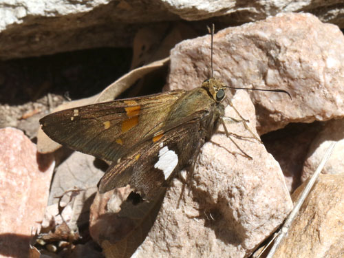 Photo: US-SilverSpottedSkipper1.jpg