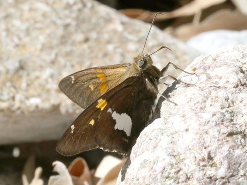 Photo: US-SilverSpottedSkipper12.jpg