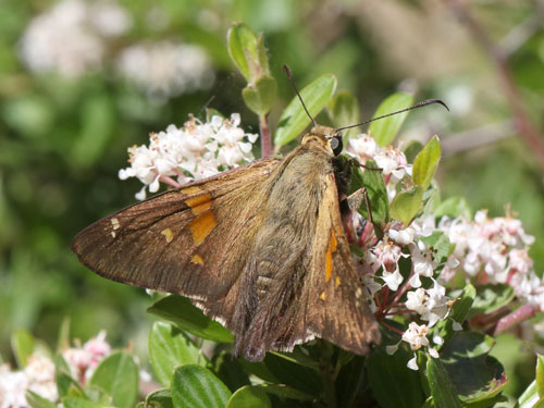 Photo: US-SilverSpottedSkipper2.jpg