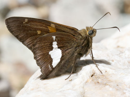 Photo: US-SilverSpottedSkipper3.jpg