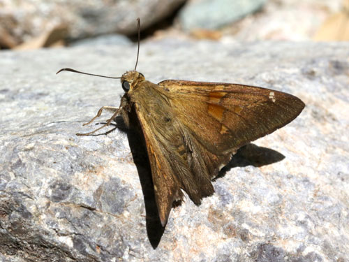 Photo: US-SilverSpottedSkipper4.jpg