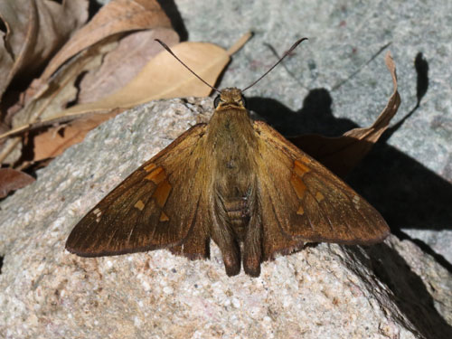 Photo: US-SilverSpottedSkipper8.jpg