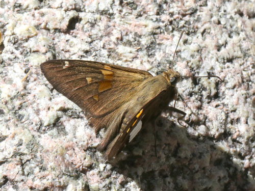 Photo: US-SilverSpottedSkipper9.jpg