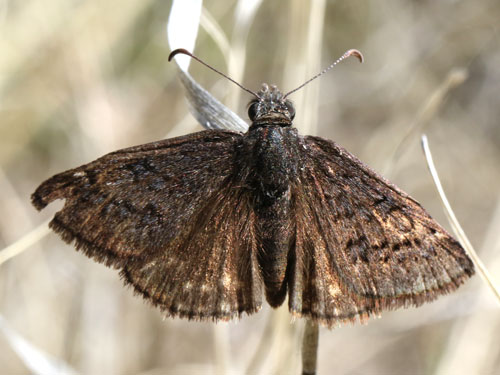 Photo: US-SleepyDuskywing3.jpg