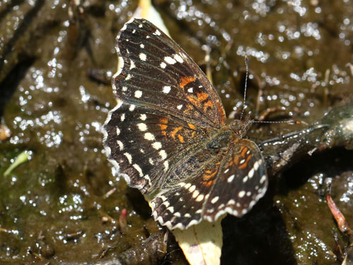 Photo: texana
