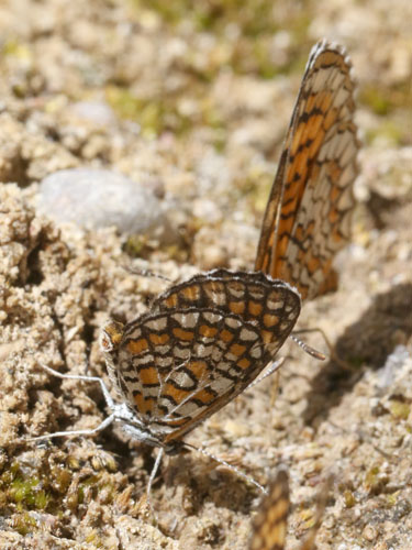 Photo: US-TinyCheckerspot1.jpg