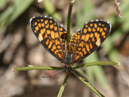 Photo: US-TinyCheckerspot10.jpg