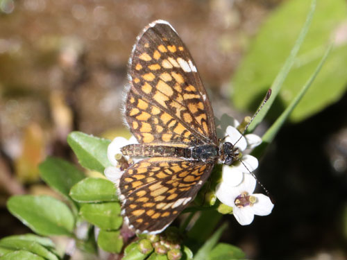 Photo: US-TinyCheckerspot11.jpg