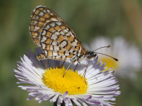 Photo: US-TinyCheckerspot12.jpg