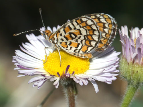 Photo: US-TinyCheckerspot13.jpg