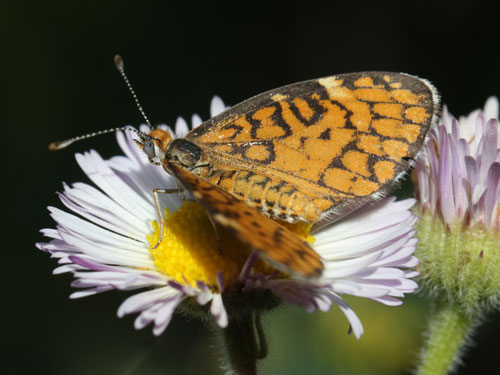 Photo: US-TinyCheckerspot14.jpg