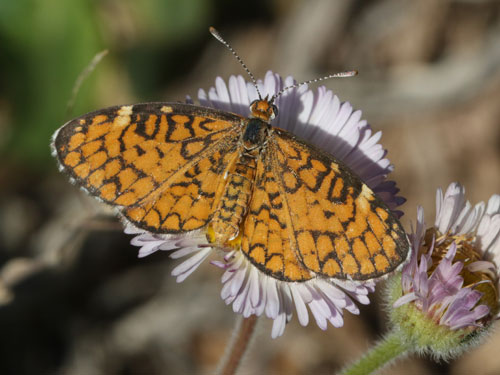 Photo: US-TinyCheckerspot15.jpg