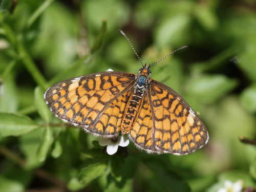 Photo: US-TinyCheckerspot16.jpg