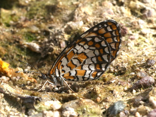 Photo: US-TinyCheckerspot17.jpg