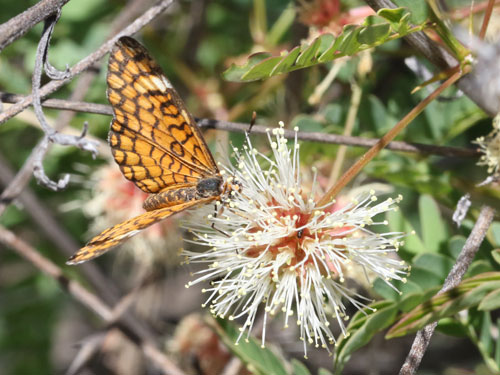 Photo: US-TinyCheckerspot2.jpg