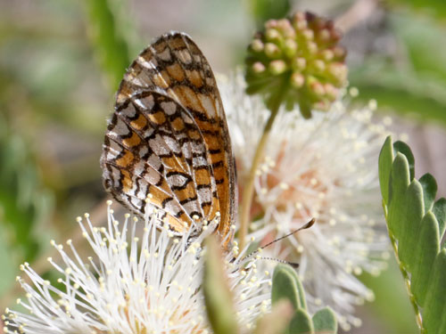 Photo: US-TinyCheckerspot3.jpg