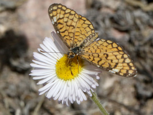 Photo: US-TinyCheckerspot4.jpg