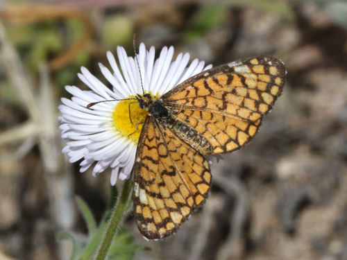 Photo: US-TinyCheckerspot5.jpg