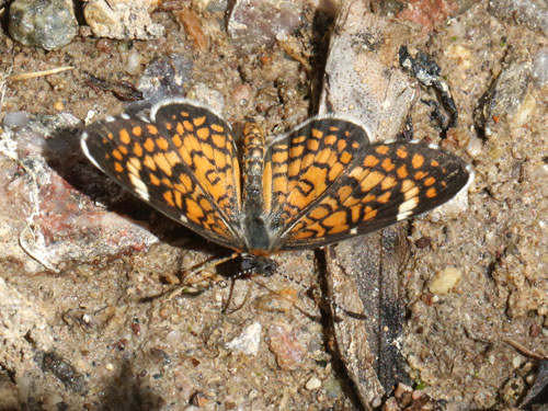 Photo: US-TinyCheckerspot6.jpg