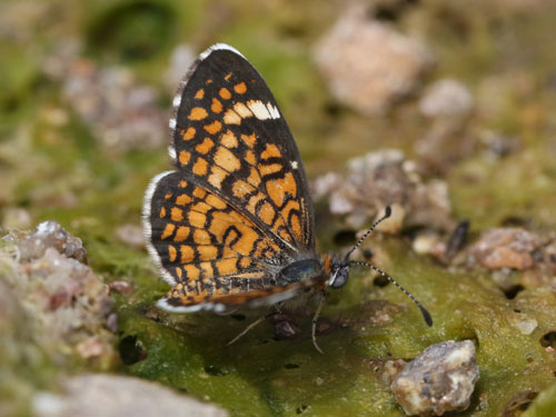 Photo: US-TinyCheckerspot7.jpg