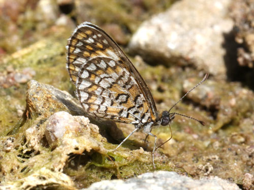 Photo: US-TinyCheckerspot8.jpg