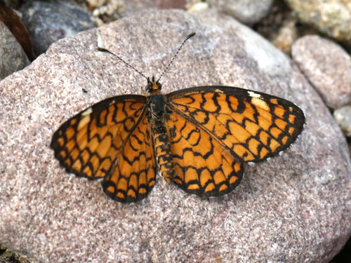 Photo: US-TinyCheckerspot9.jpg