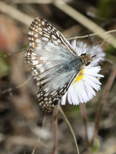 Photo: US-TropicalCheckeredSkipper13.jpg