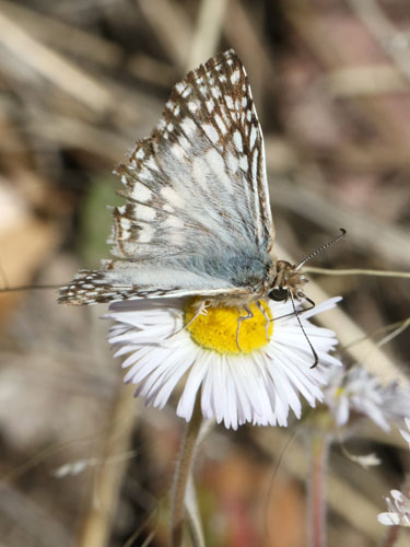 Photo: US-TropicalCheckeredSkipper14.jpg