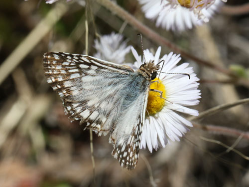 Photo: US-TropicalCheckeredSkipper15.jpg