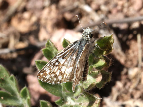 Photo: US-TropicalCheckeredSkipper2.jpg