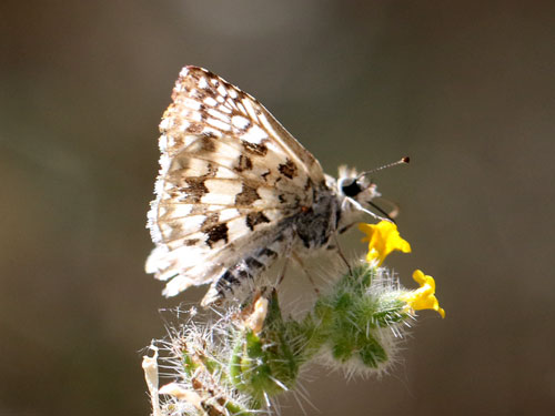 Photo: US-TropicalCheckeredSkipper3.jpg