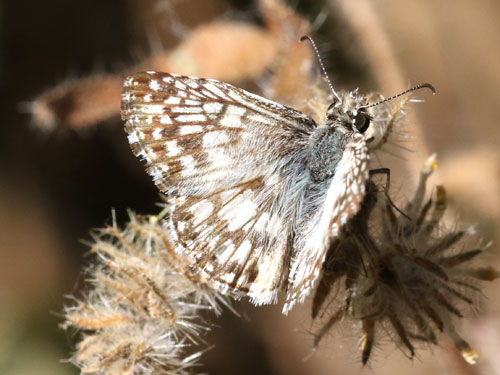 Photo: US-TropicalCheckeredSkipper4.jpg