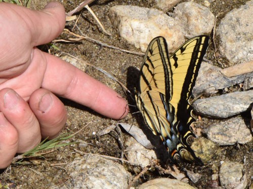 Photo: US-TwoTailedSwallowtail1.jpg