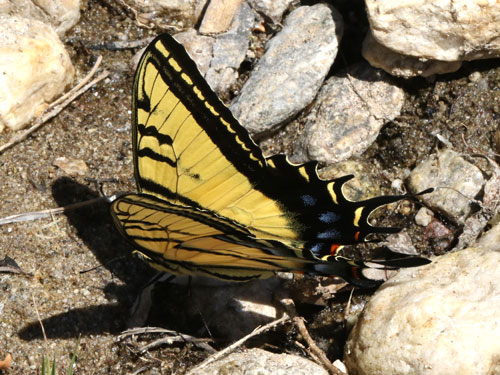 Photo: US-TwoTailedSwallowtail10.jpg