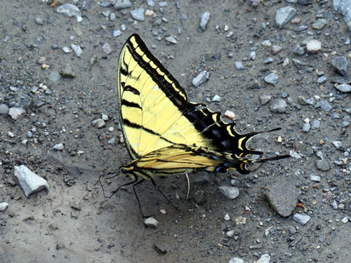 Photo: US-TwoTailedSwallowtail12.jpg