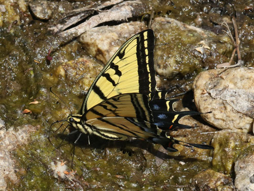 Photo: US-TwoTailedSwallowtail2.jpg