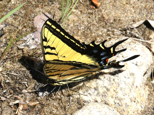 Photo: US-TwoTailedSwallowtail4.jpg