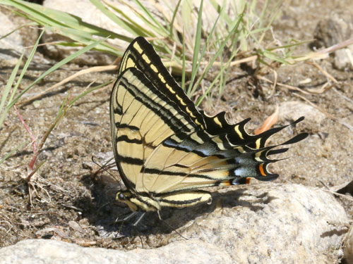 Photo: US-TwoTailedSwallowtail6.jpg