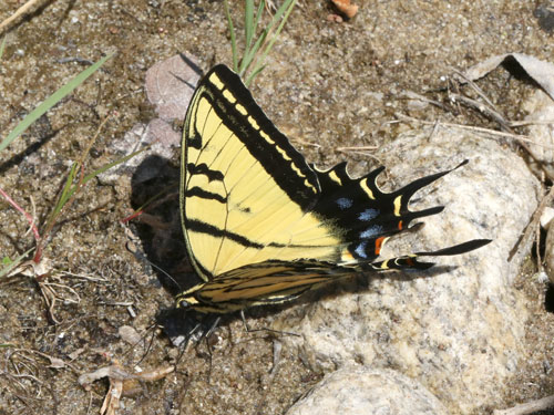 Photo: US-TwoTailedSwallowtail7.jpg
