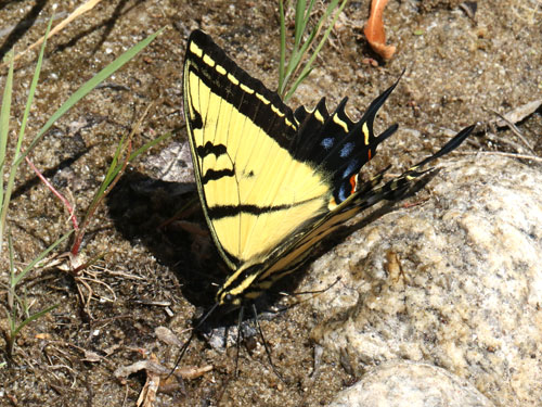 Photo: US-TwoTailedSwallowtail8.jpg