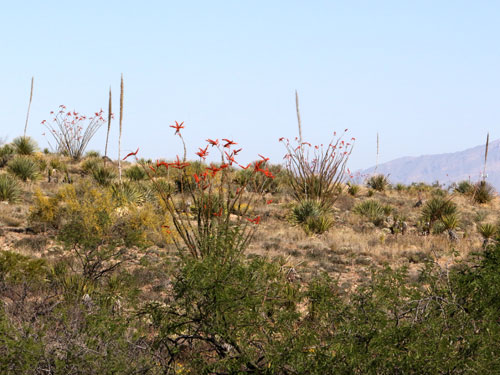 Photo: US-VariegatedFritillary1.jpg