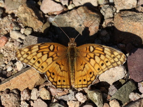 Photo: US-VariegatedFritillary2.jpg