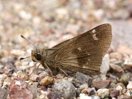 Photo: US-VioletCloudedSkipper2.jpg