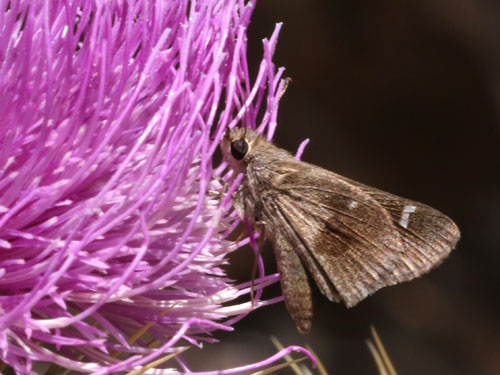 Photo: US-VioletCloudedSkipper3.jpg