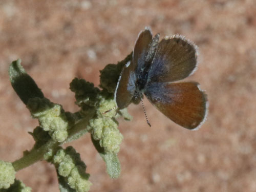 Photo: US-WesternPygmyBlue1.jpg