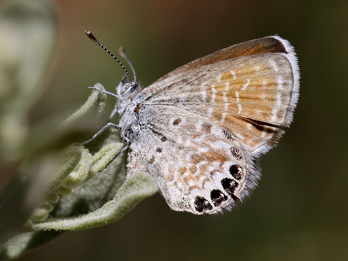 Photo: US-WesternPygmyBlue2.jpg