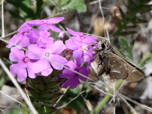 Photo: US-WhiteBarredSkipper1.jpg