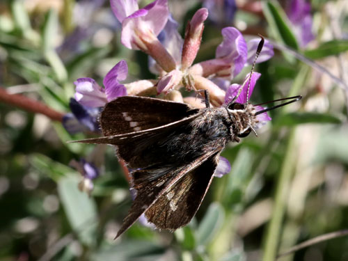 Photo: US-WhiteBarredSkipper2.jpg